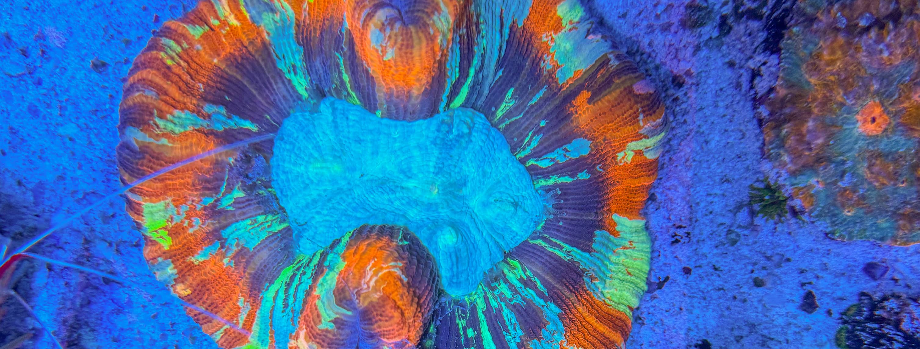 tmc-shop-nachhaltige-korallen LPS-Korallen in leuchtenden Farben – perfekte Auswahl für Einsteiger