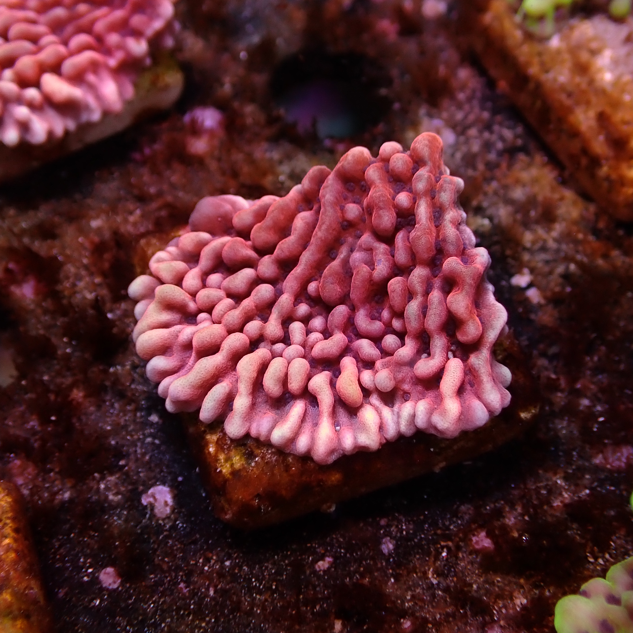 Montipora Mean Streak Frag 01