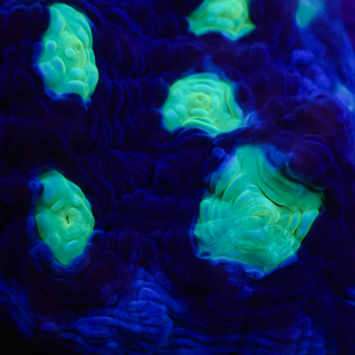 Chalice MC Chernobyl Frag 02