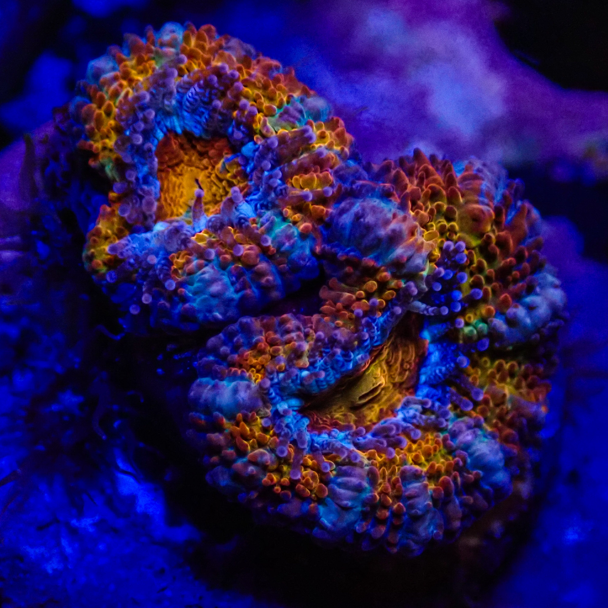 Acanthastrea MC Rainbow Frag 01