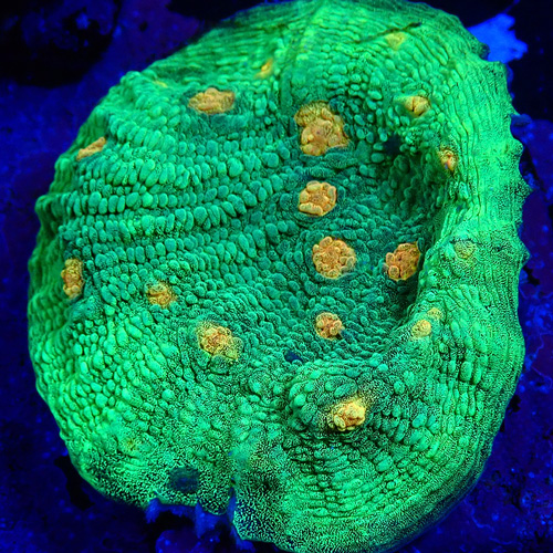 Chalice Farbenfrohe SPS Korallen wie Chalice in grün-gelb