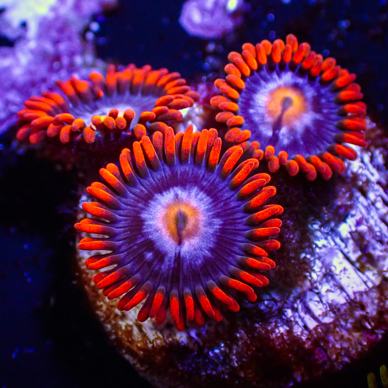 Zoanthus MC Witches Brew Zoanthus MC Witches Brew