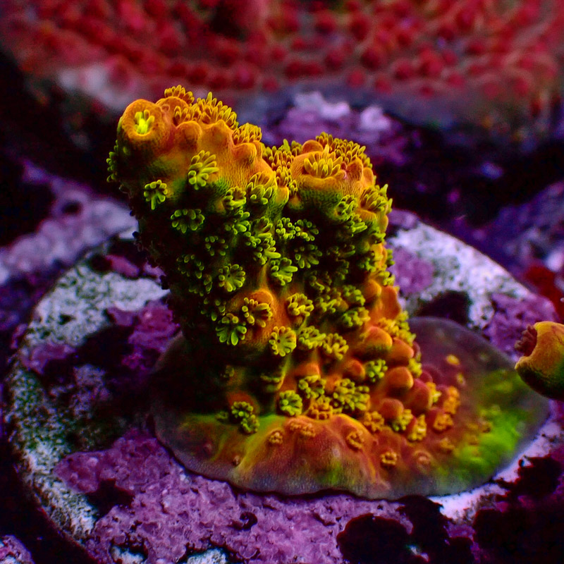 Acropora Jawdropper Orange Frag 03 Acropora Jawdropper Orange Frag 03