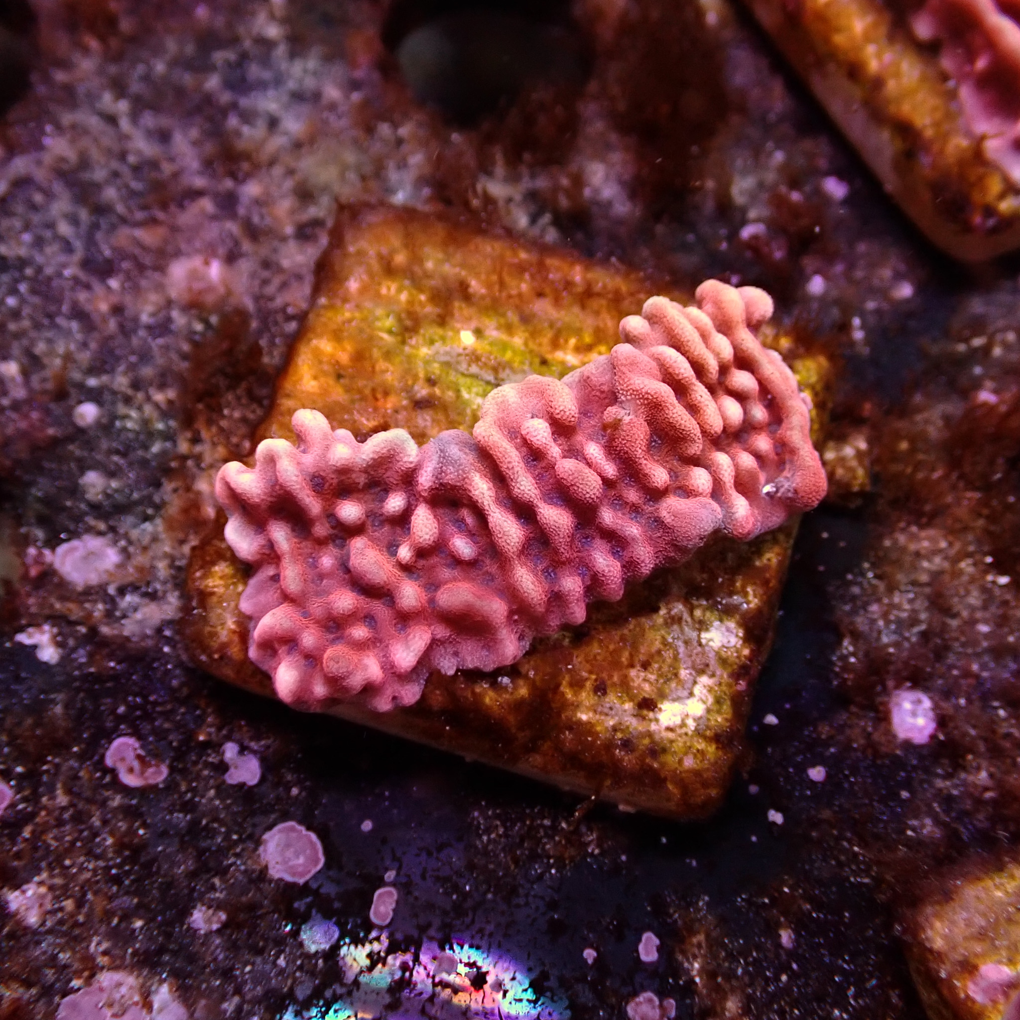 Montipora Mean Streak Frag 05 Montipora Mean Streak Frag 05