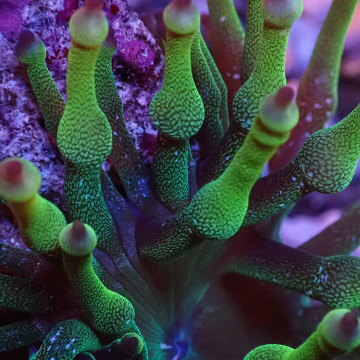 Entacmaea MC Green Entacmaea MC Green