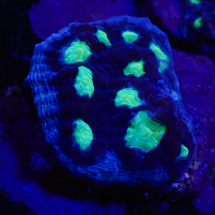 Chalice MC Chernobyl Frag 02