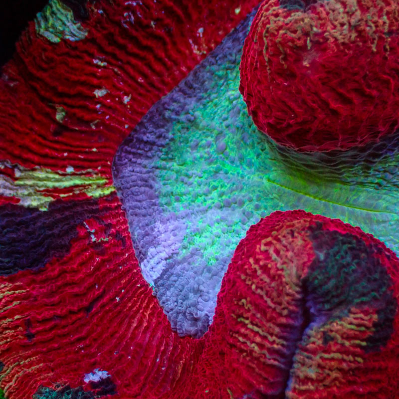 Trachyphyllia Red Splash Trachyphyllia Red Splash