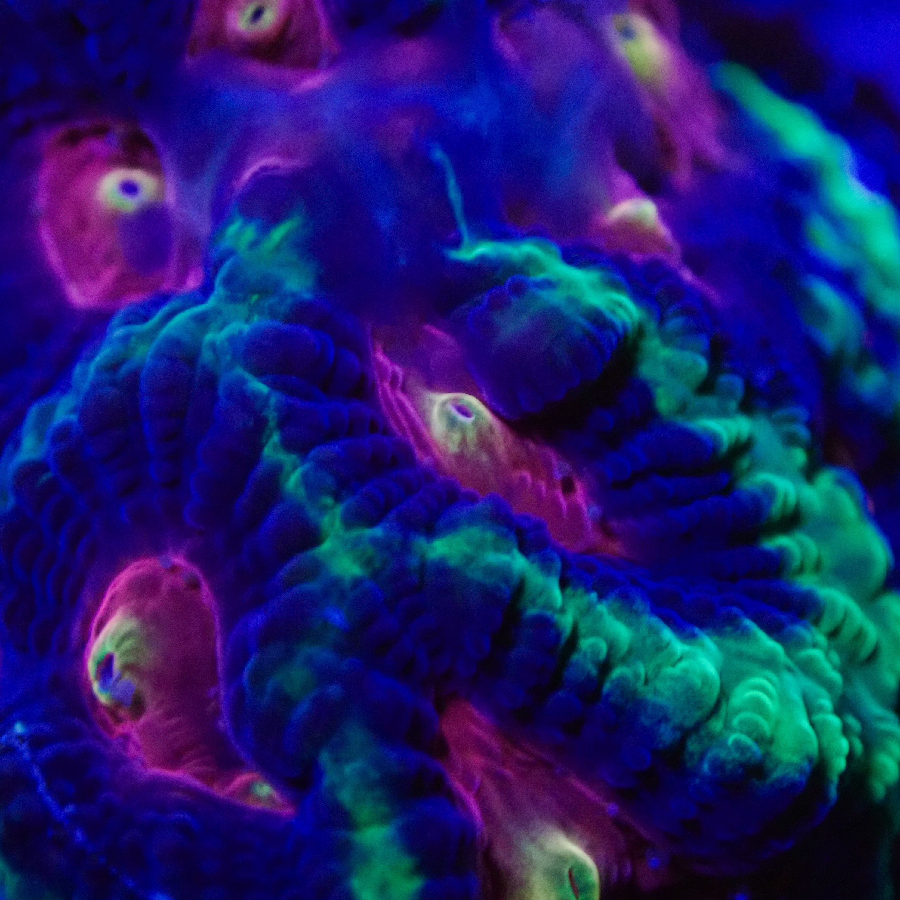 Favia Monster Eye MC Frag 01 Favia Monster Eye MC Frag 01