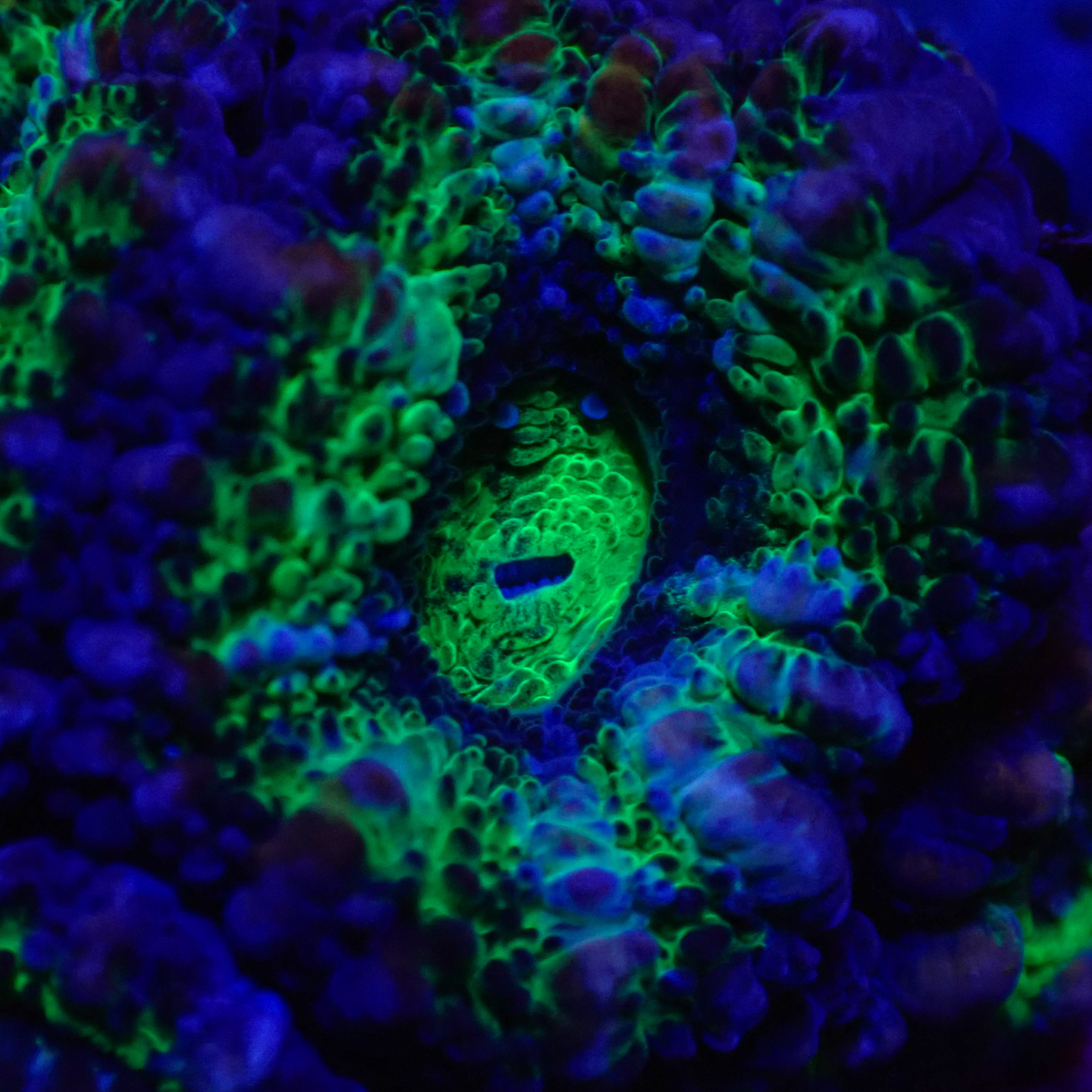 Acanthastrea lordhowensis DNZ Frag 02 Acanthastrea lordhowensis DNZ Frag 02