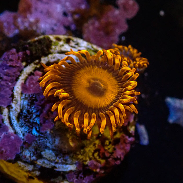 Zoanthus MC Oxid Orange