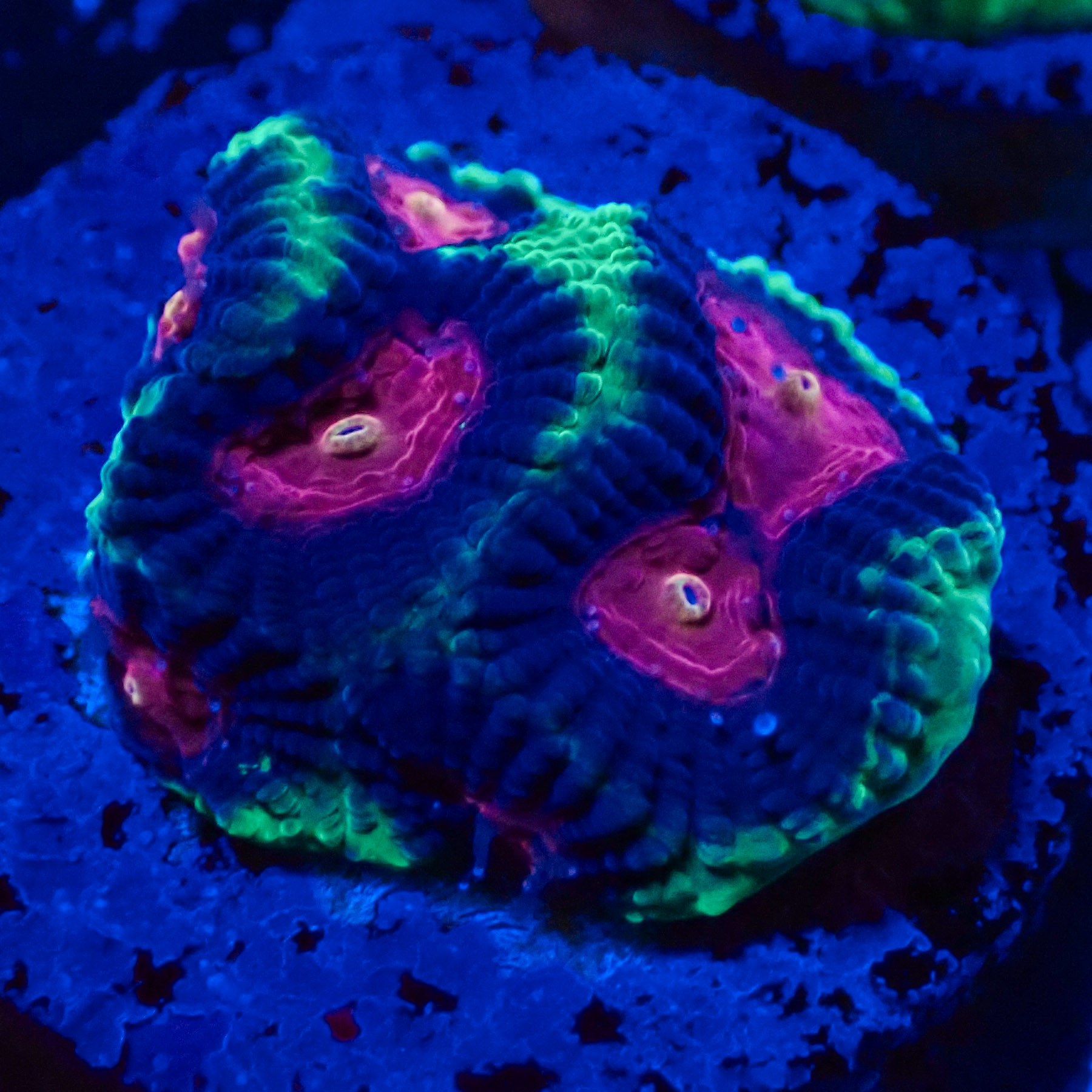 Favia Monster Eye MC Frag 02 Favia Monster Eye MC Frag 02