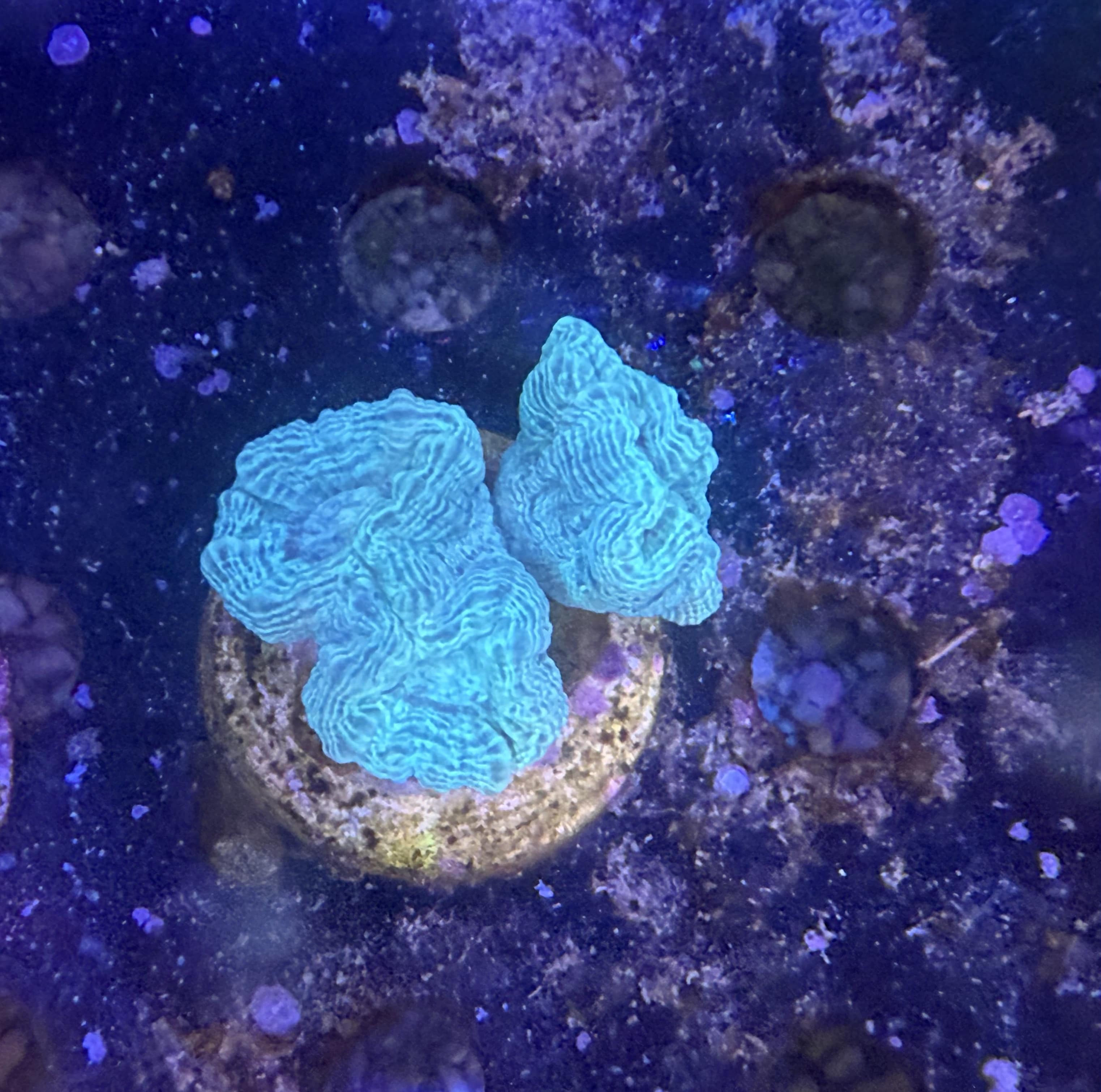 Caulastrea Caulastrea