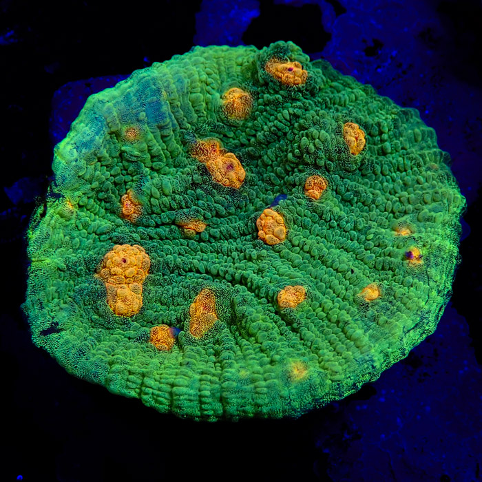 Chalice MC Space Invader Frag 05 Chalice MC Space Invader Frag 05