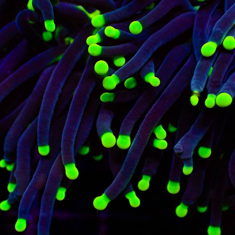 Euphyllia Black Torch green Tips DNZ Euphyllia Black Torch green Tips DNZ