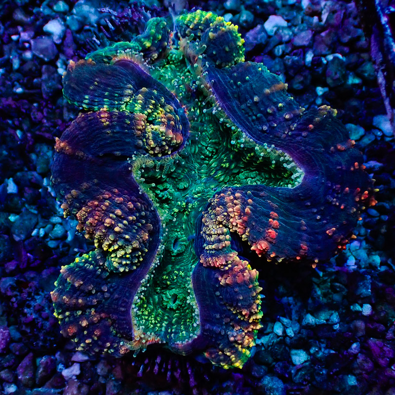 Lobophyllia Lobophyllia