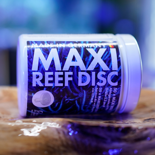 korallen-material_ablegersteine Ablegersteine für Korallenzucht