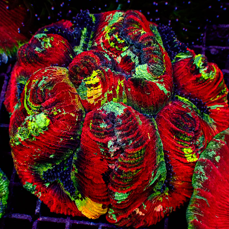 Trachyphyllia Trachyphyllia