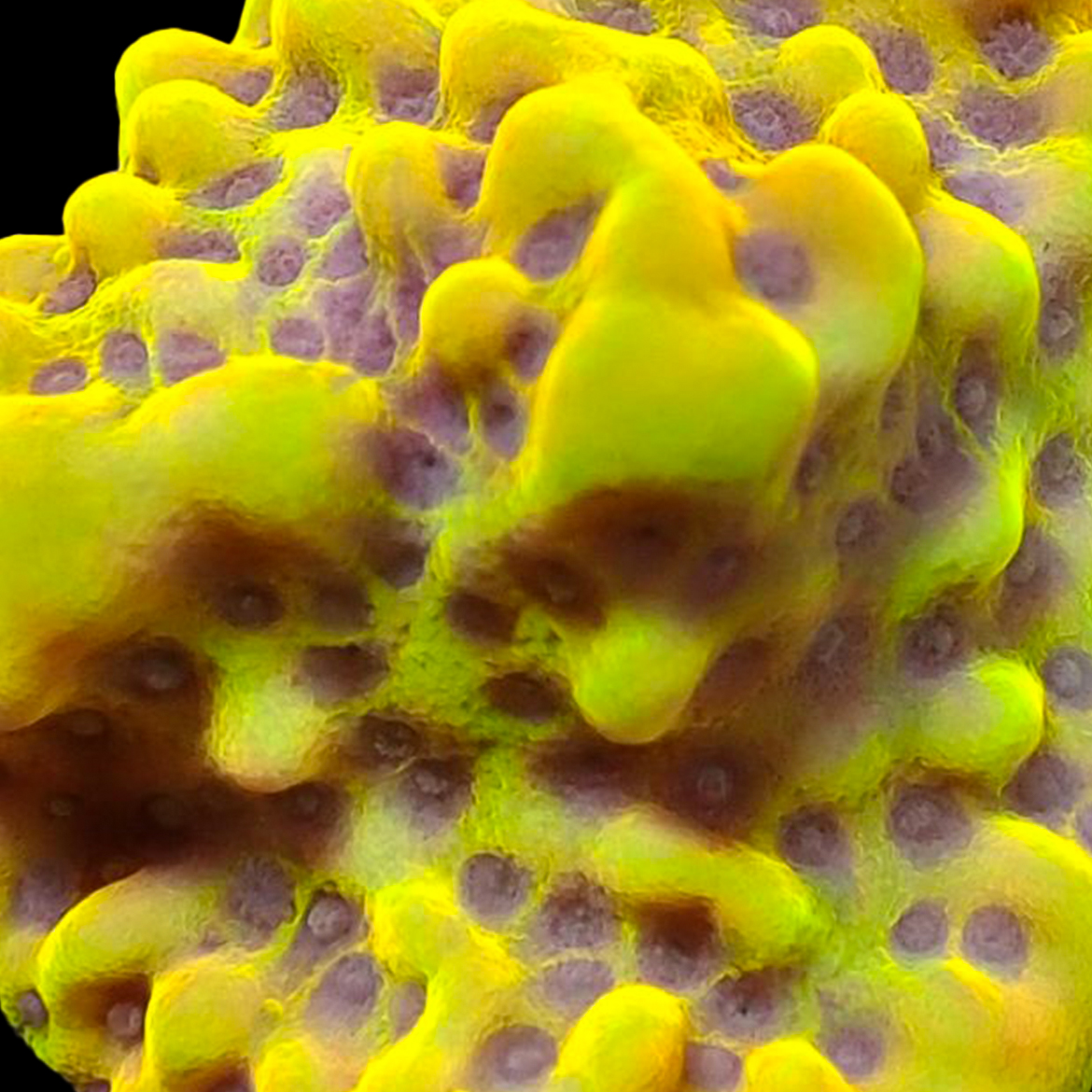 Montipora Crazy T Frag 01