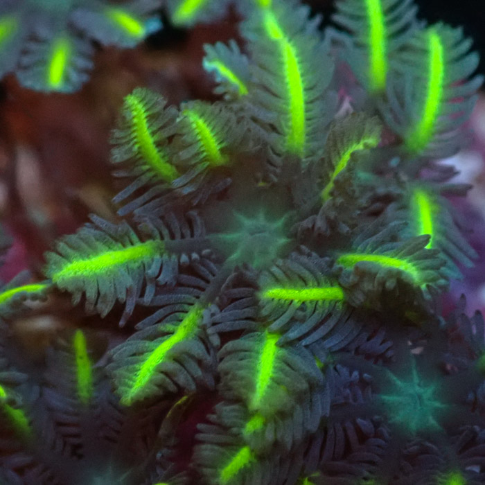 Clavularia MC Ultra Green