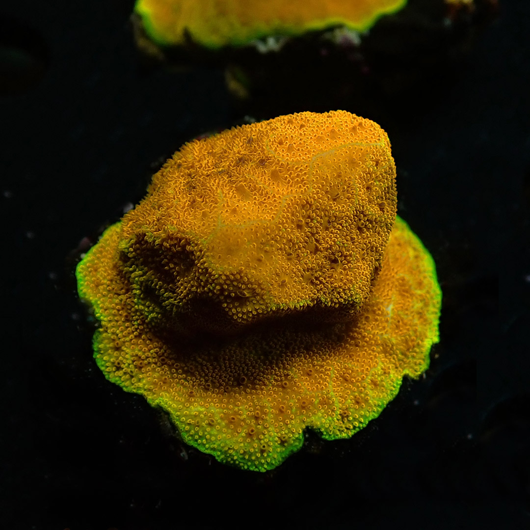 Psammocora Golden Orange Frag 01 Psammocora Golden Orange Frag 01