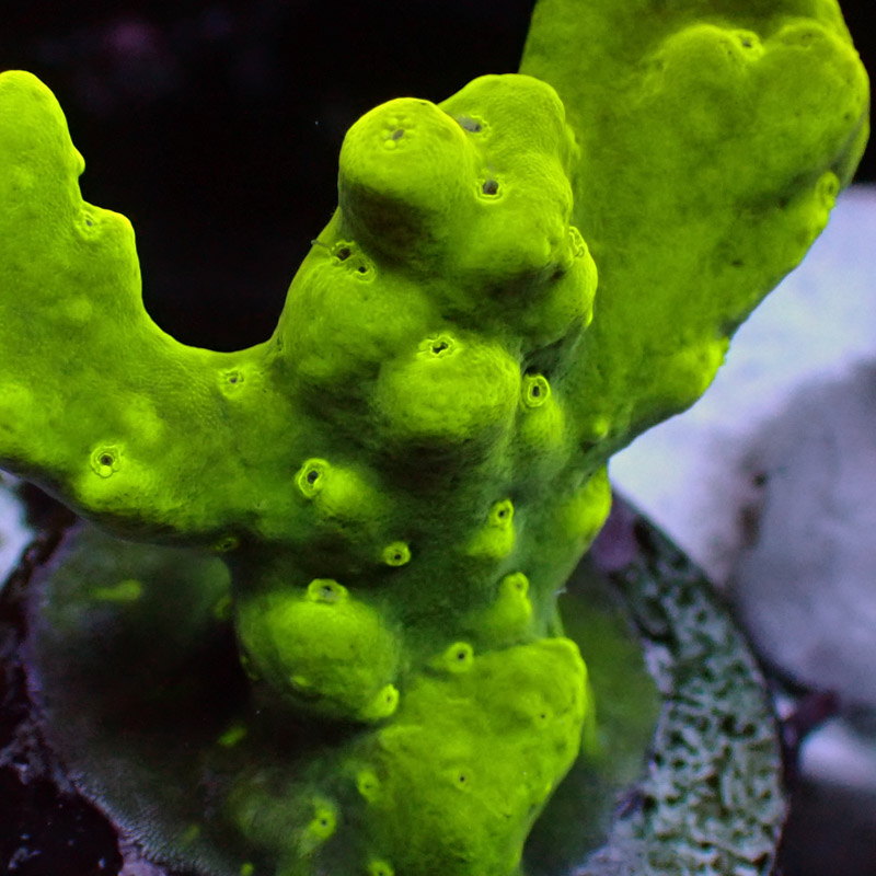 Acropora Humilis  2 Acropora Humilis  2