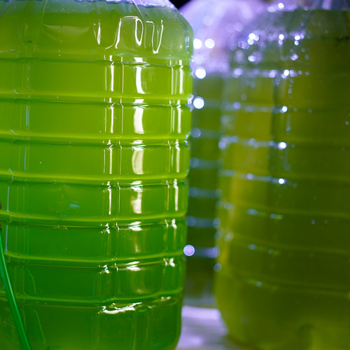 Plankton Plankton-Futter für Fische und Meerestiere