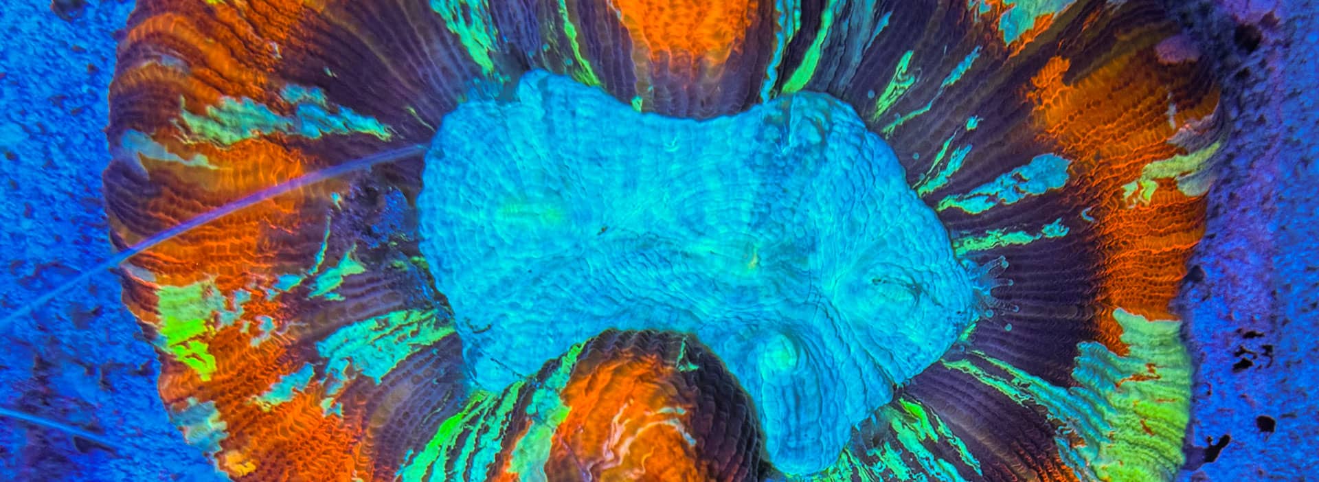 the-marine-center-versand Sicherer Korallenversand bei The Marine Center mit isolierter Verpackung