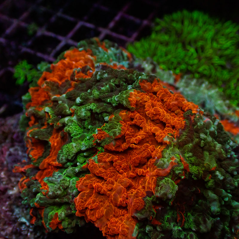 Acanthophyllia Mastergrade