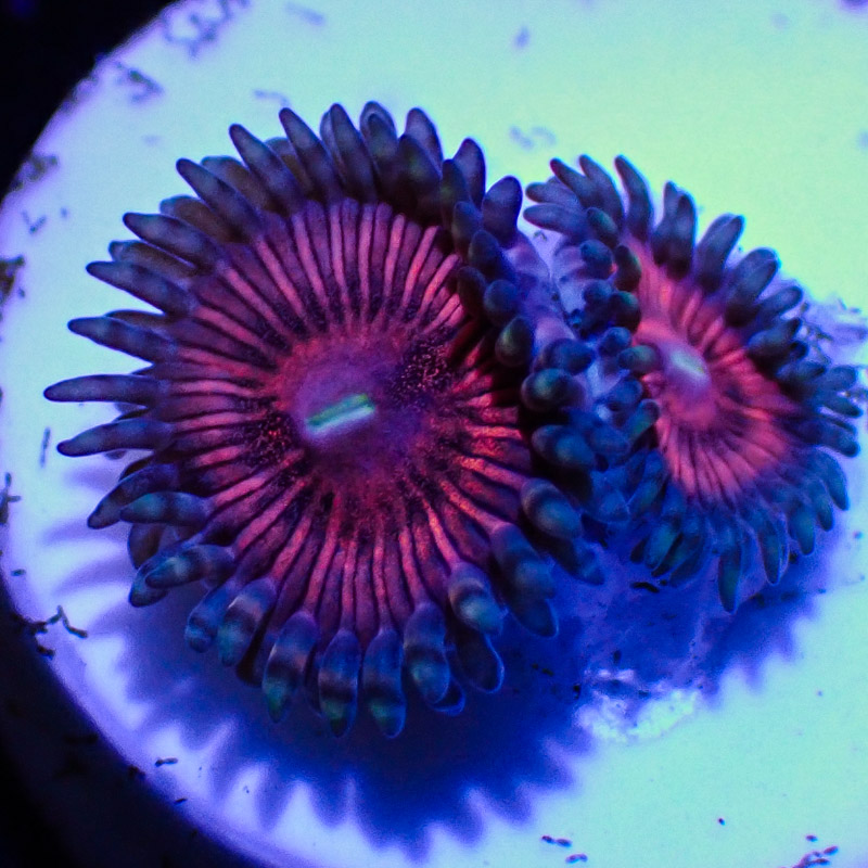 Zoanthus MC God of War Zoanthus MC God of War