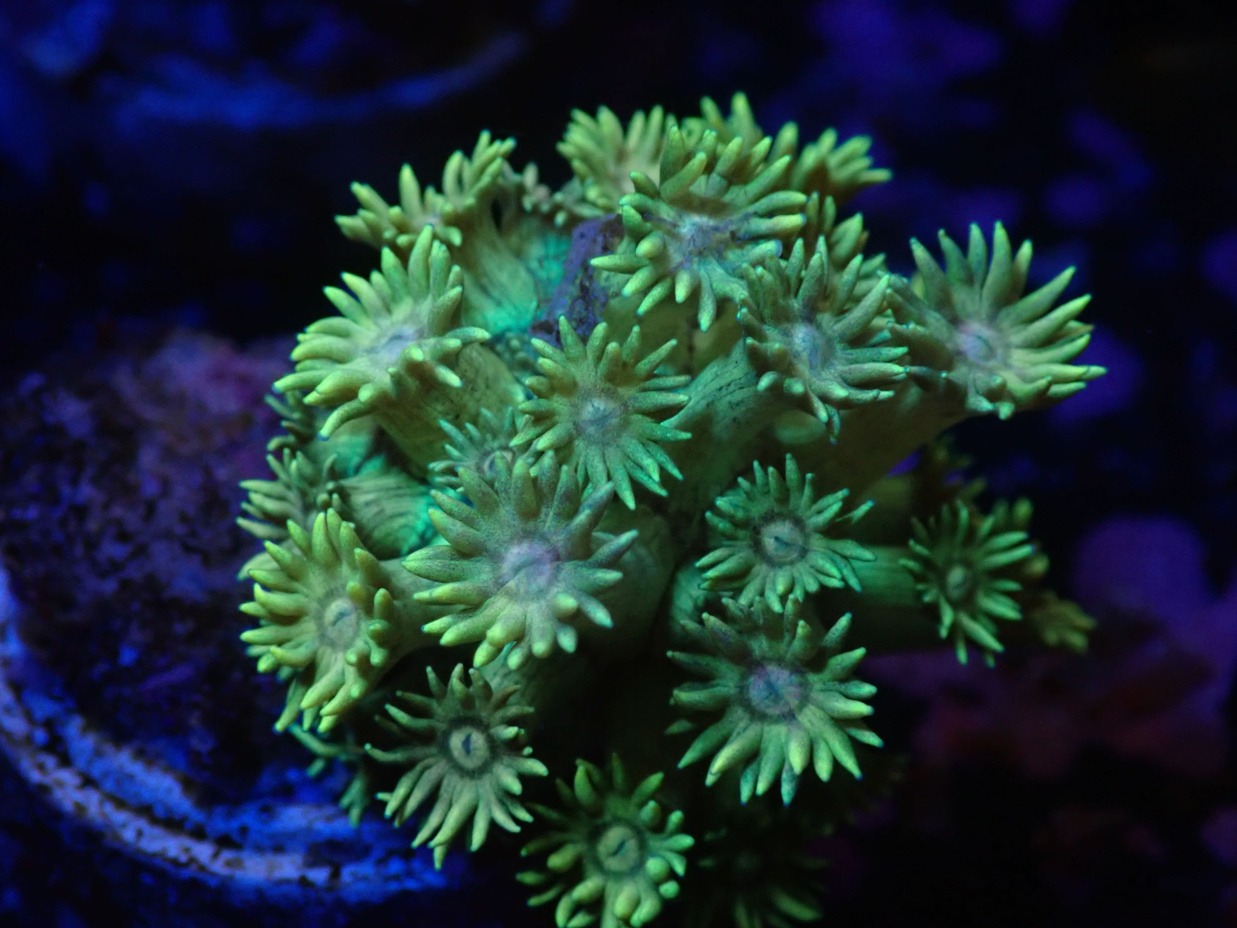 Alveopora neon grün DNZ Alveopora neon grün DNZ