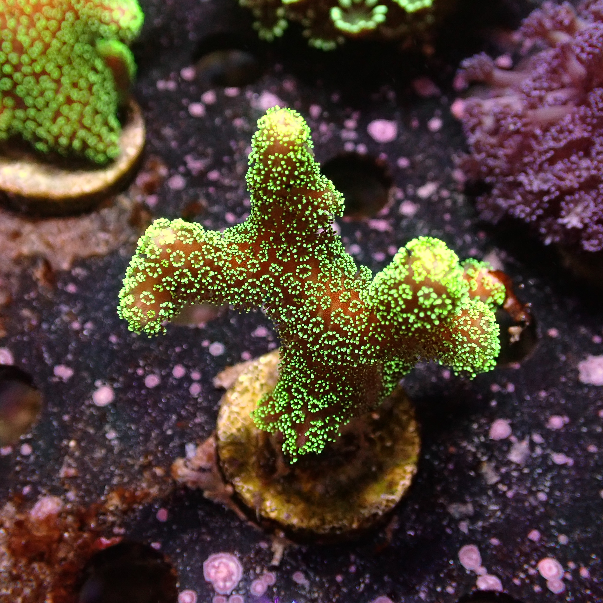 Stylophora grün Frag 02
