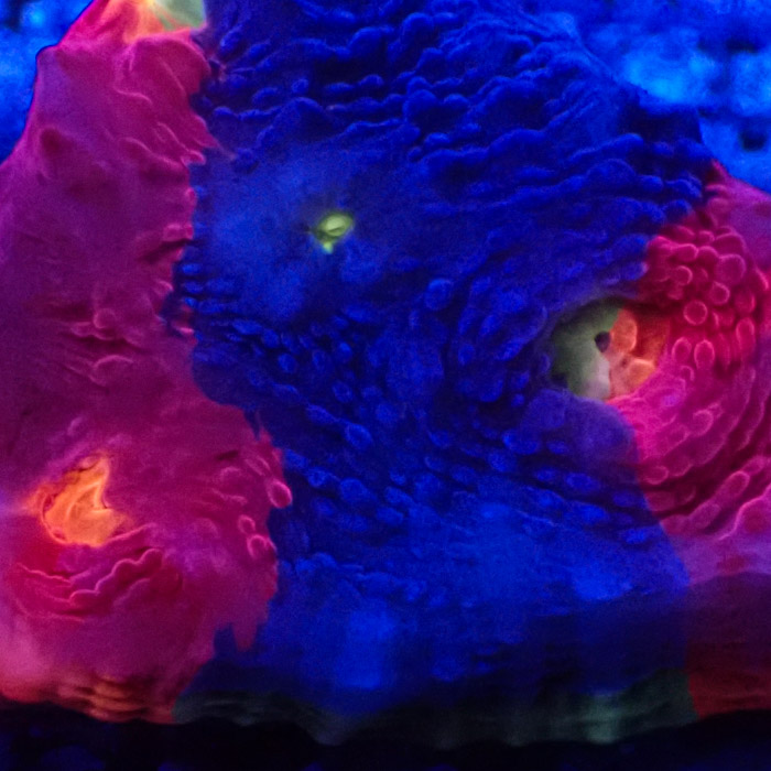 Chalice MC Bugatti Frag 04 Chalice MC Bugatti Frag 04