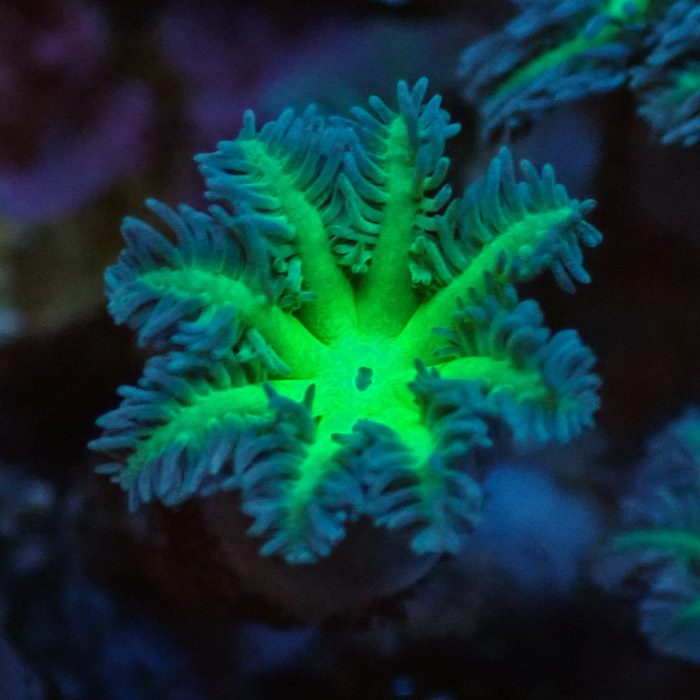 Clavularia MC Ultra Green