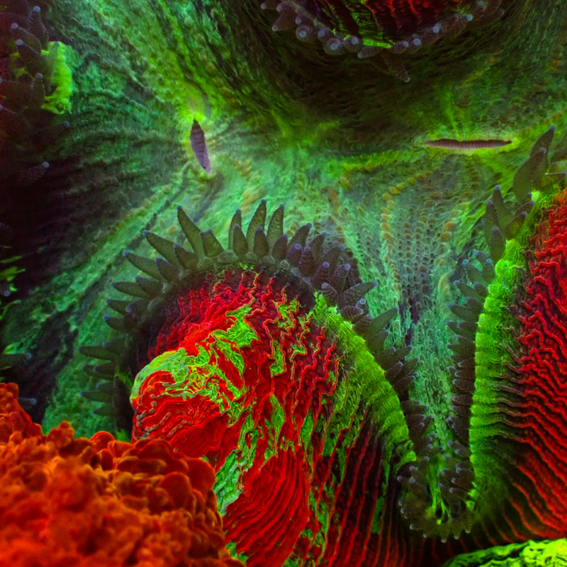 Trachyphyllia Trachyphyllia