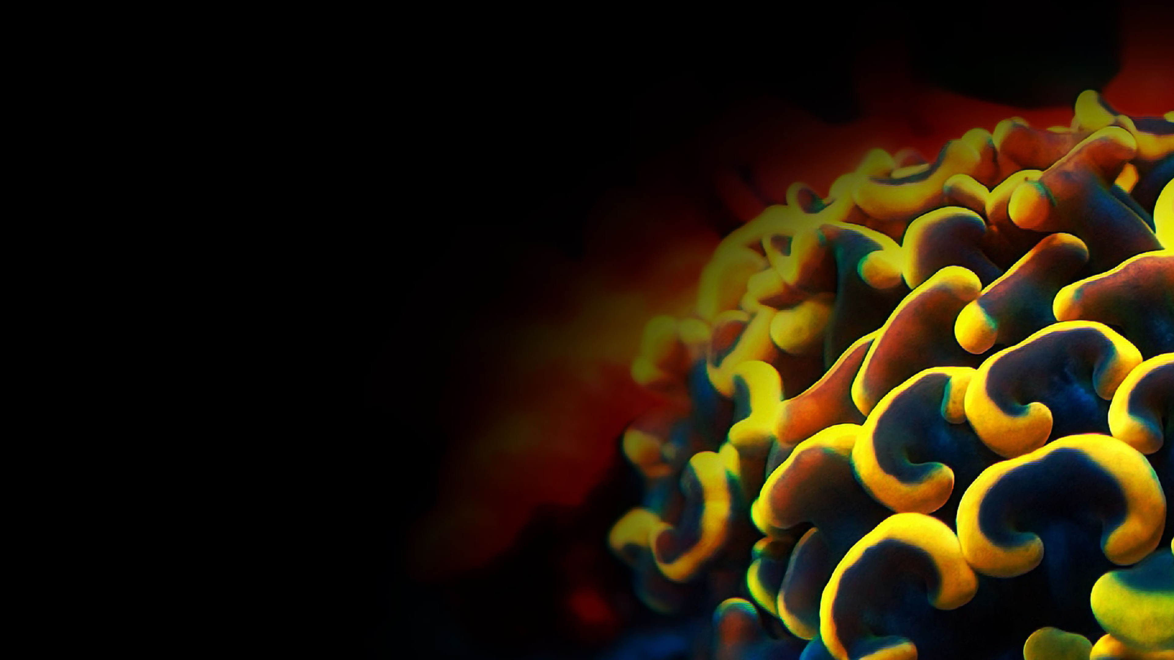 Header_Slider_01 Euphyllia Koralle in Dunkelblau und Gelb als Hintergrundbild