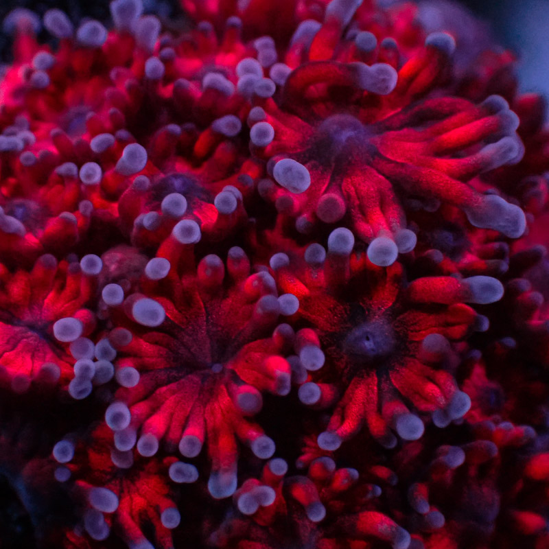Goniopora Rot mit blauen Tips