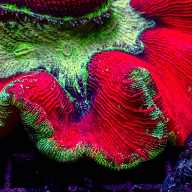 Trachyphyllia Trachyphyllia