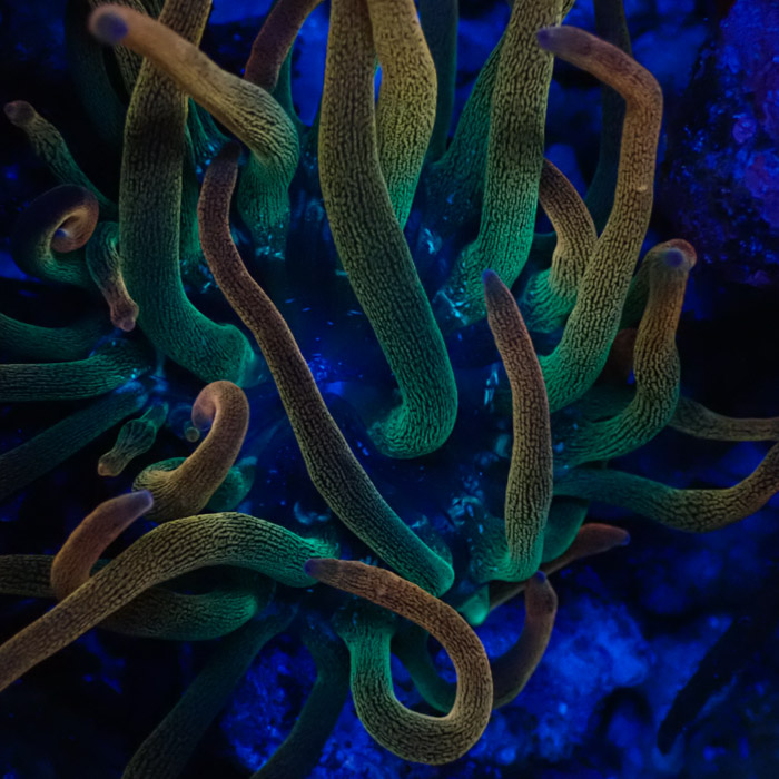 Entacmaea MC Quadricolor Sunburst Entacmaea MC Quadricolor Sunburst