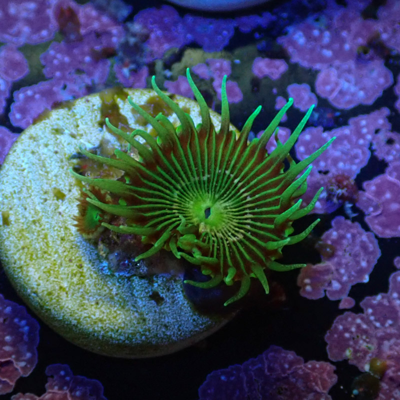 Palythoa MC Green Implosion Frag 03