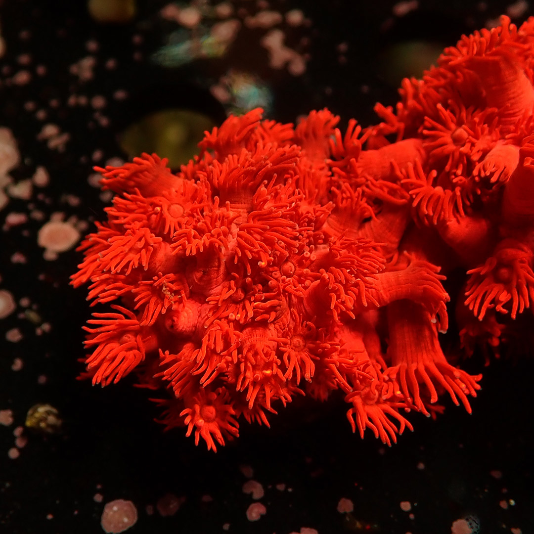 Goniopora Metallic Red Frag 01 Goniopora Metallic Red Frag 01