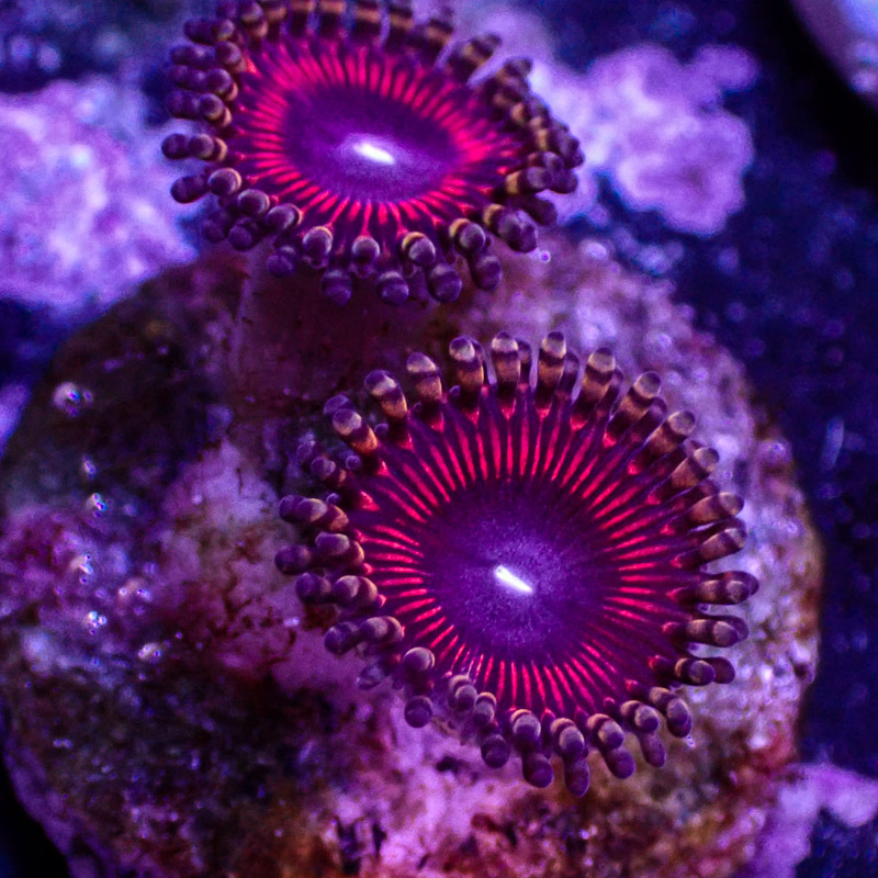 Zoanthus MC Sakura Rainbow Zoanthus MC Sakura Rainbow