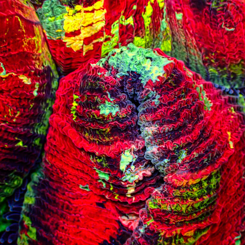 Trachyphyllia Trachyphyllia