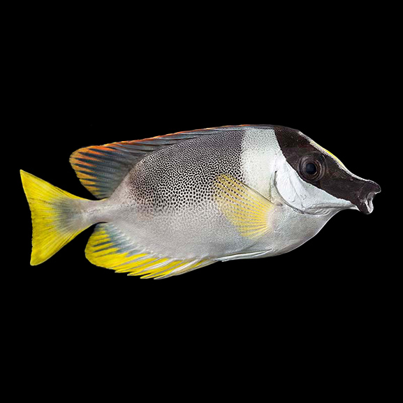 Andamanen Fuchsgesicht Andamanen Fuchsgesicht