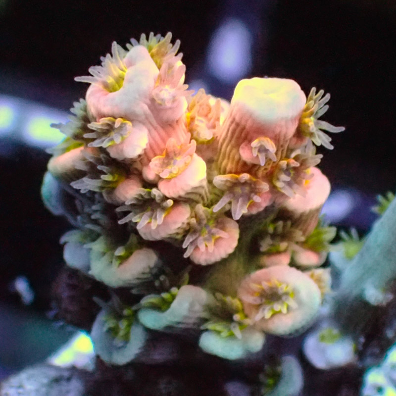 MC Acropora Jawdropper 9 Tricolor DNZ MC Acropora Jawdropper 9 Tricolor DNZ