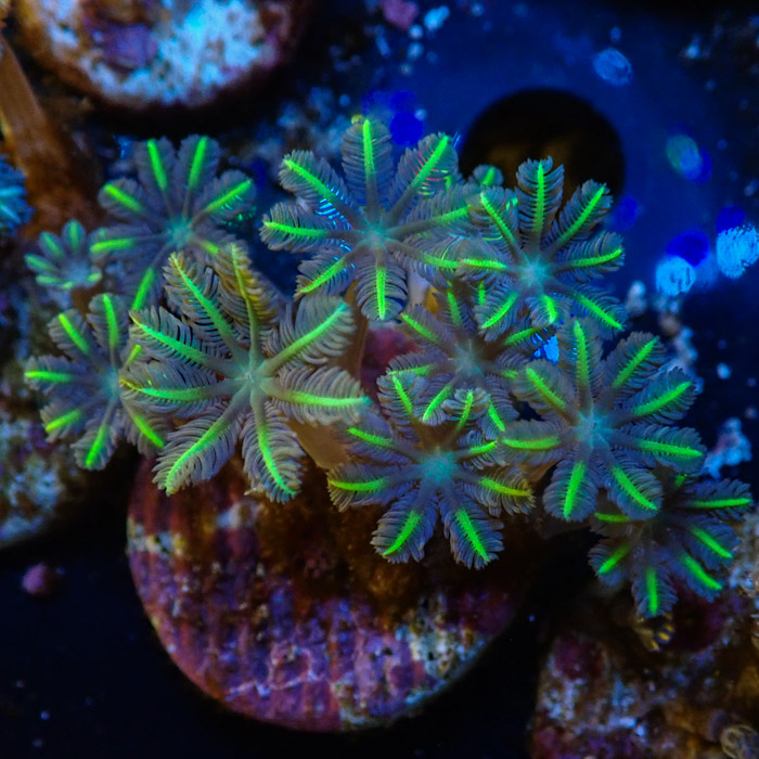 Clavularia MC Ultra Green