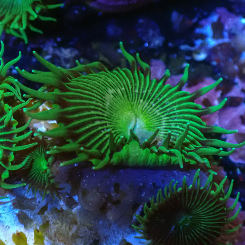 Palythoa MC Green Implosion Frag 02 Palythoa MC Green Implosion Frag 02