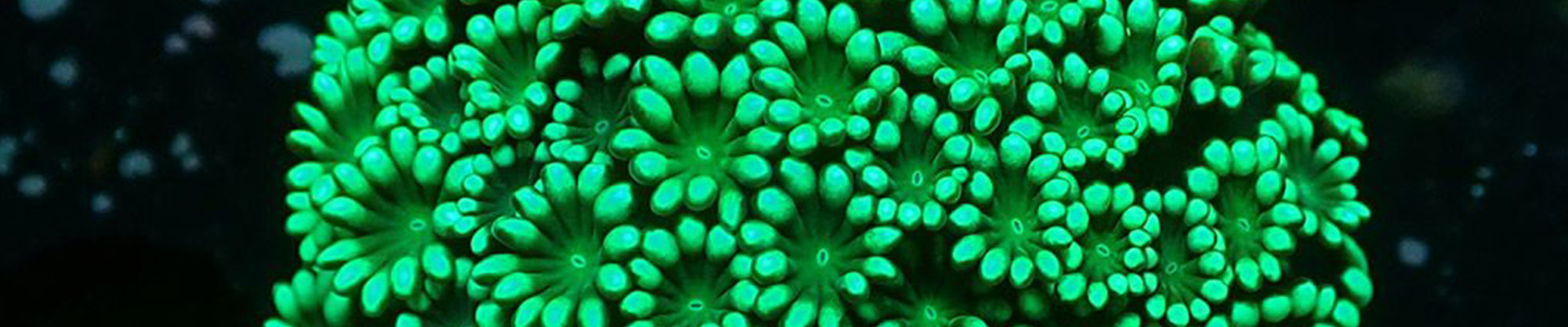 Grüne Alveopora Koralle – sanft schwingende LPS für dein Riffaquarium