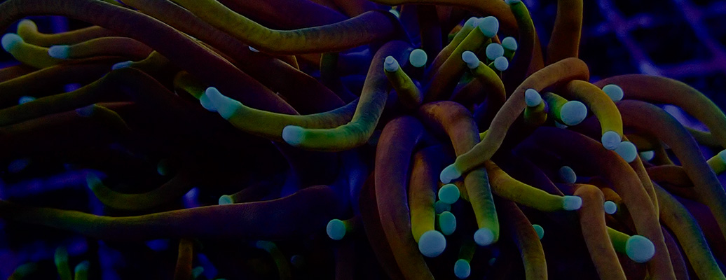 kategorie-header_euphyllia kategorie-header_euphyllia