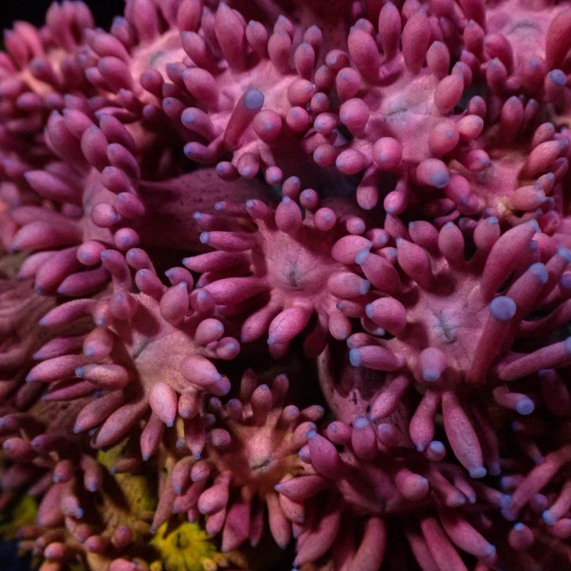 Goniopora Rainbow Goniopora Rainbow