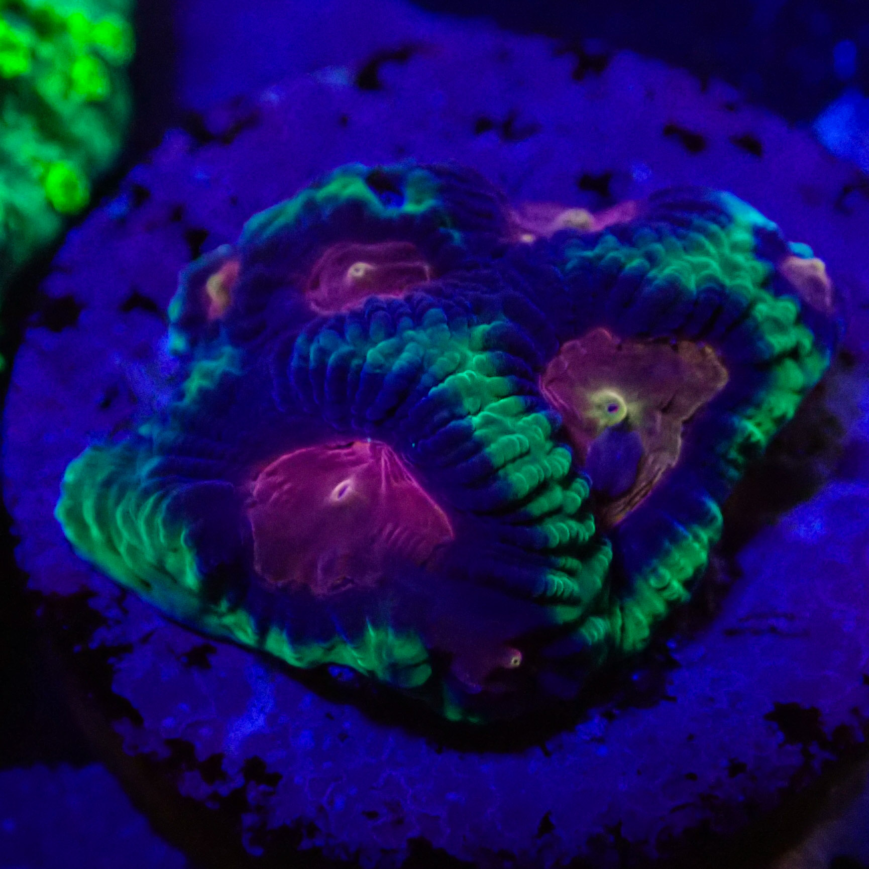 Favia Monster Eye MC Frag 03 Favia Monster Eye MC Frag 03